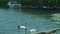 A pair of swans swim next to each otherÂ in Ohrid Lake.